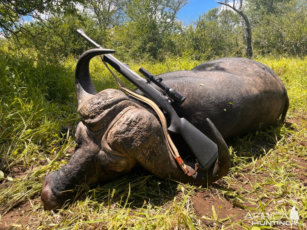 Buffalo Hunting South Africa