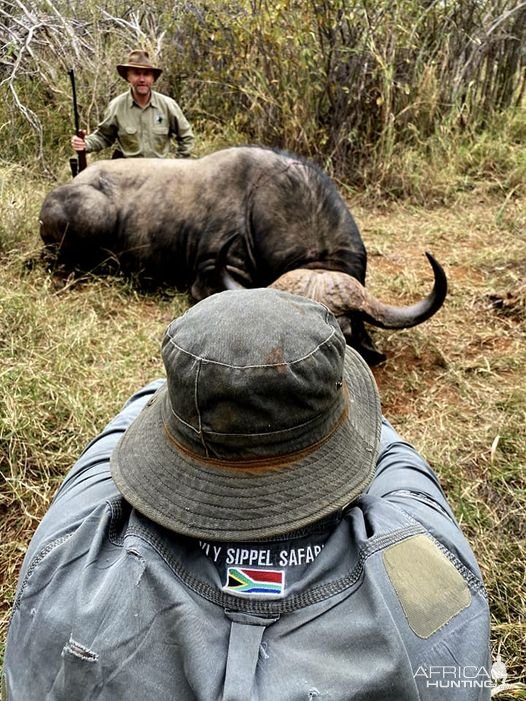 Buffalo Hunting South Africa