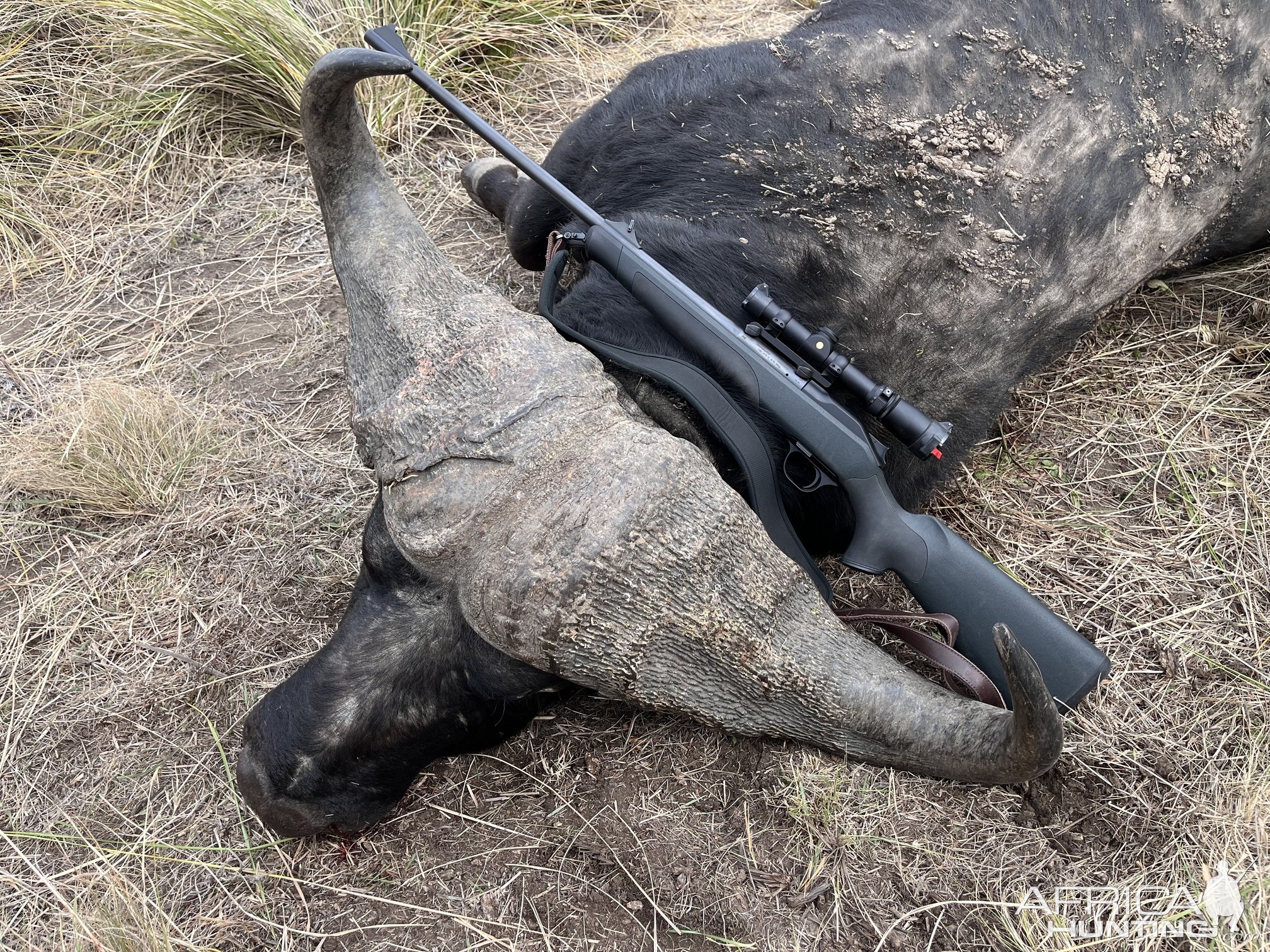 Buffalo Hunting South Africa