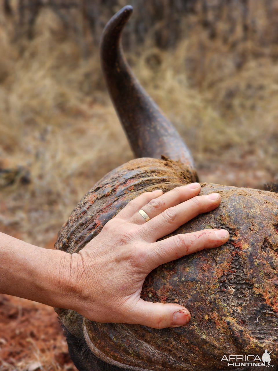 Buffalo Hunting South Africa