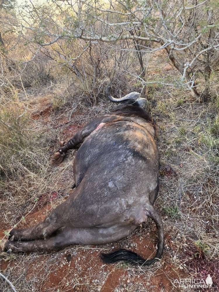 Buffalo Hunting South Africa