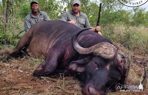 Buffalo Hunting South Africa