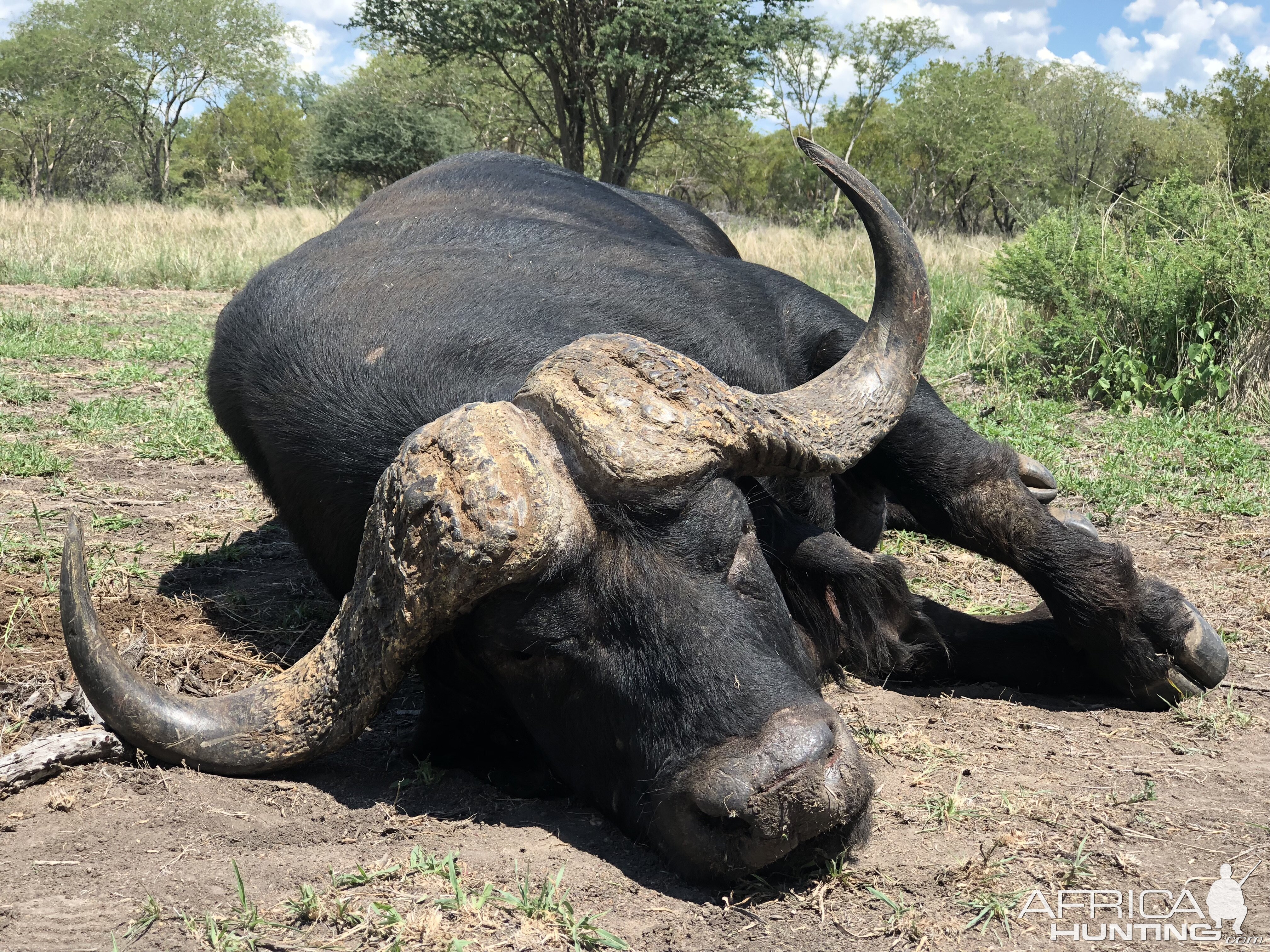 Buffalo Hunting South Africa