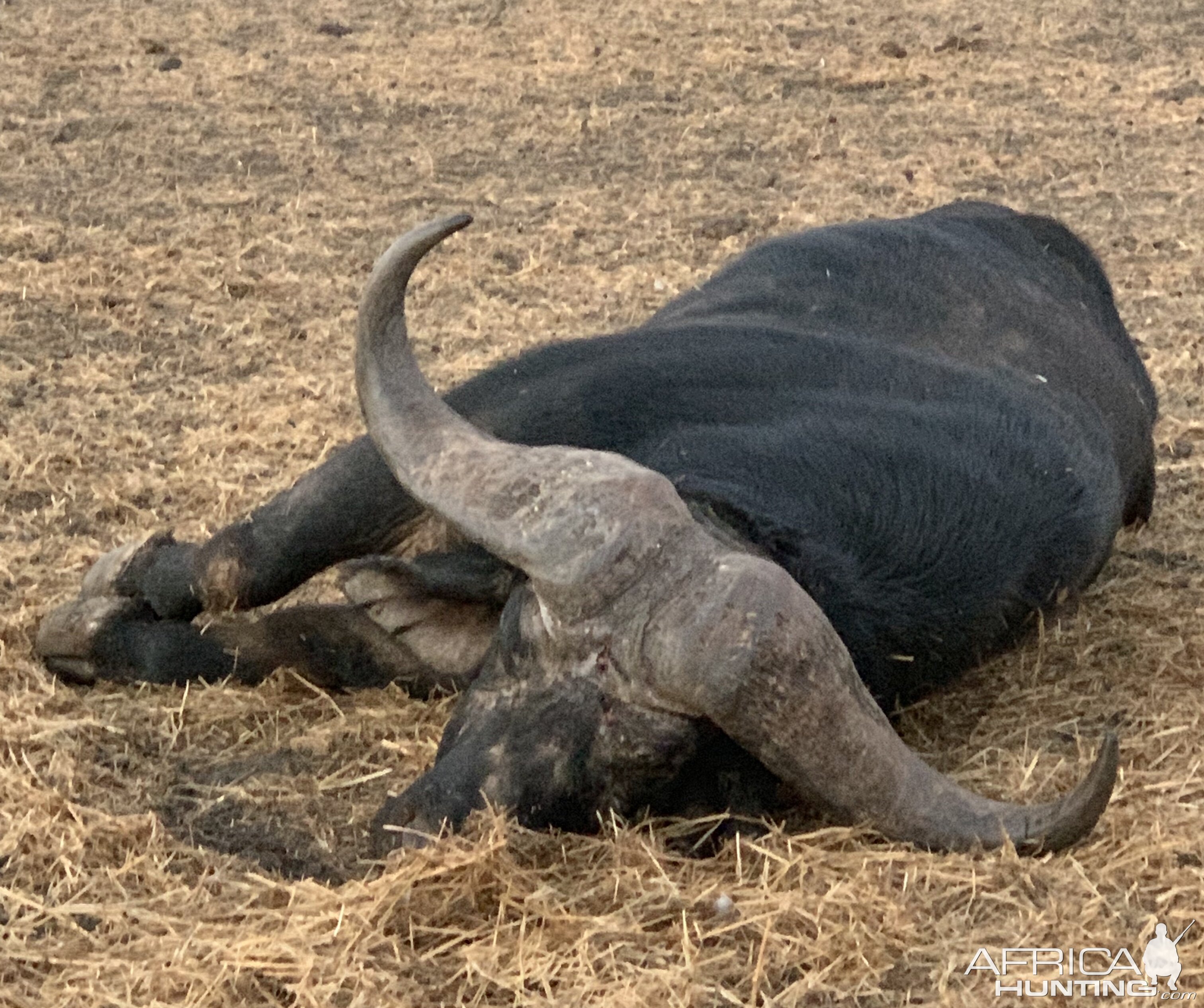 Buffalo Hunting South Africa