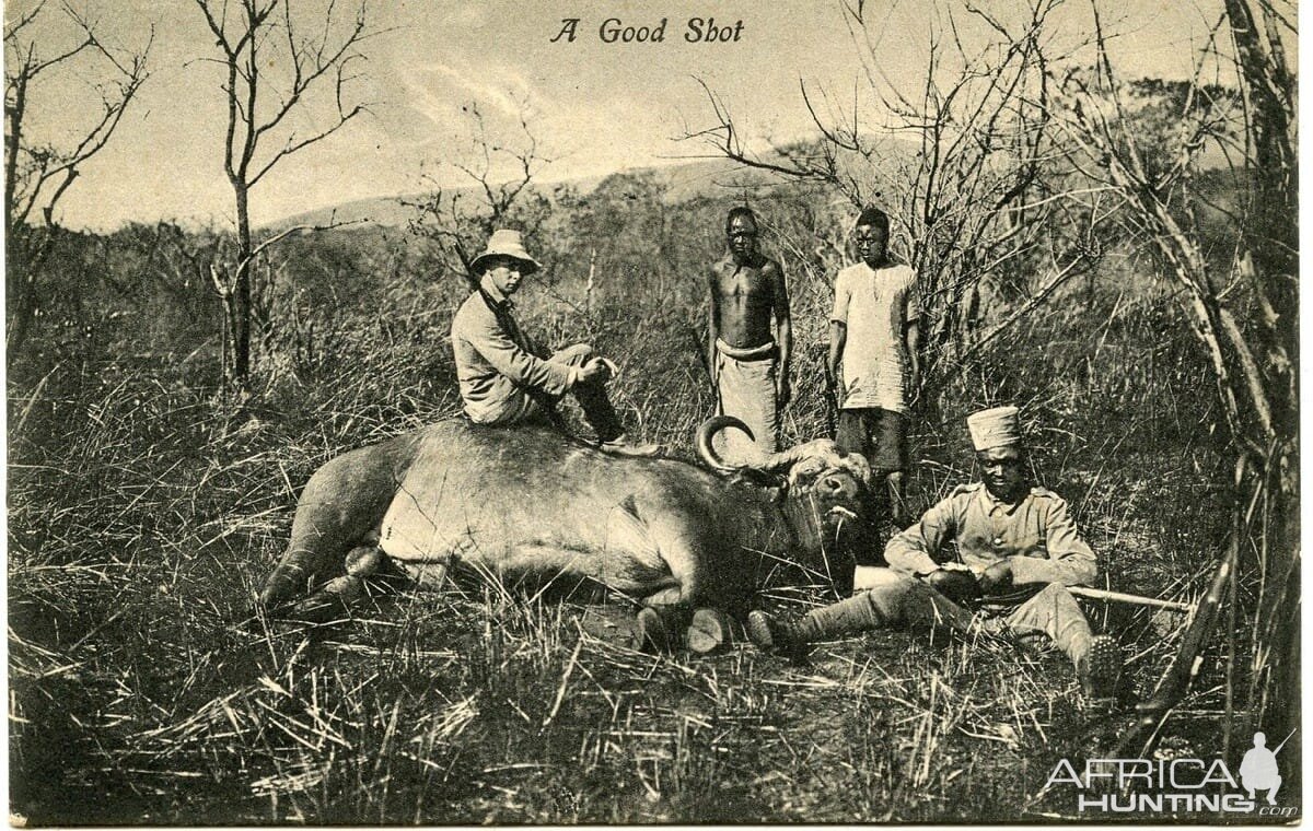 Buffalo Hunting Tanganyika