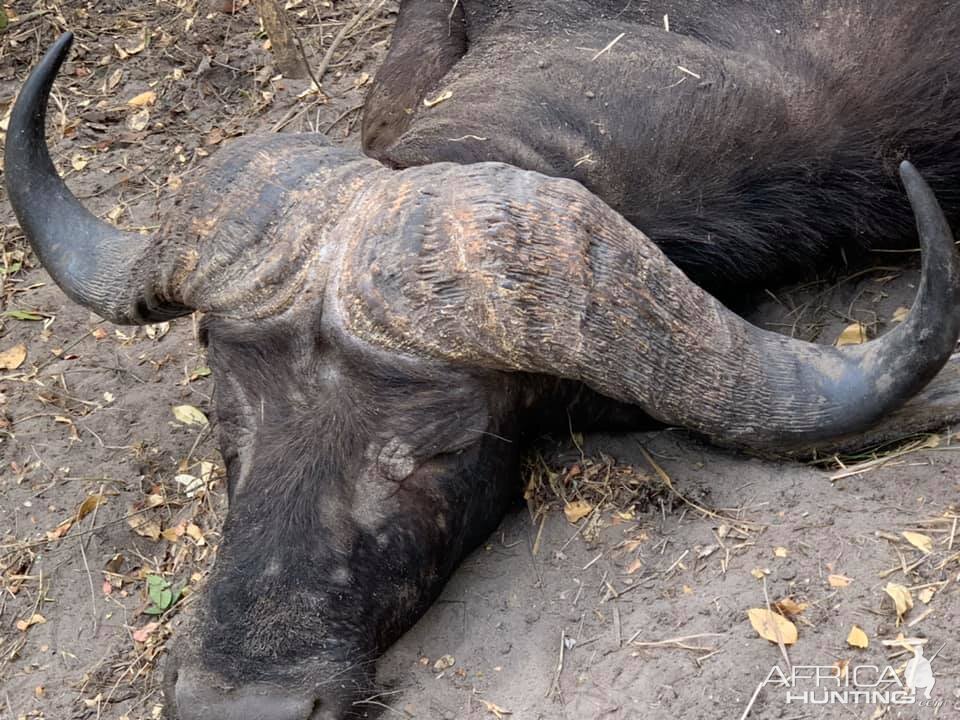 Buffalo Hunting Tanzania