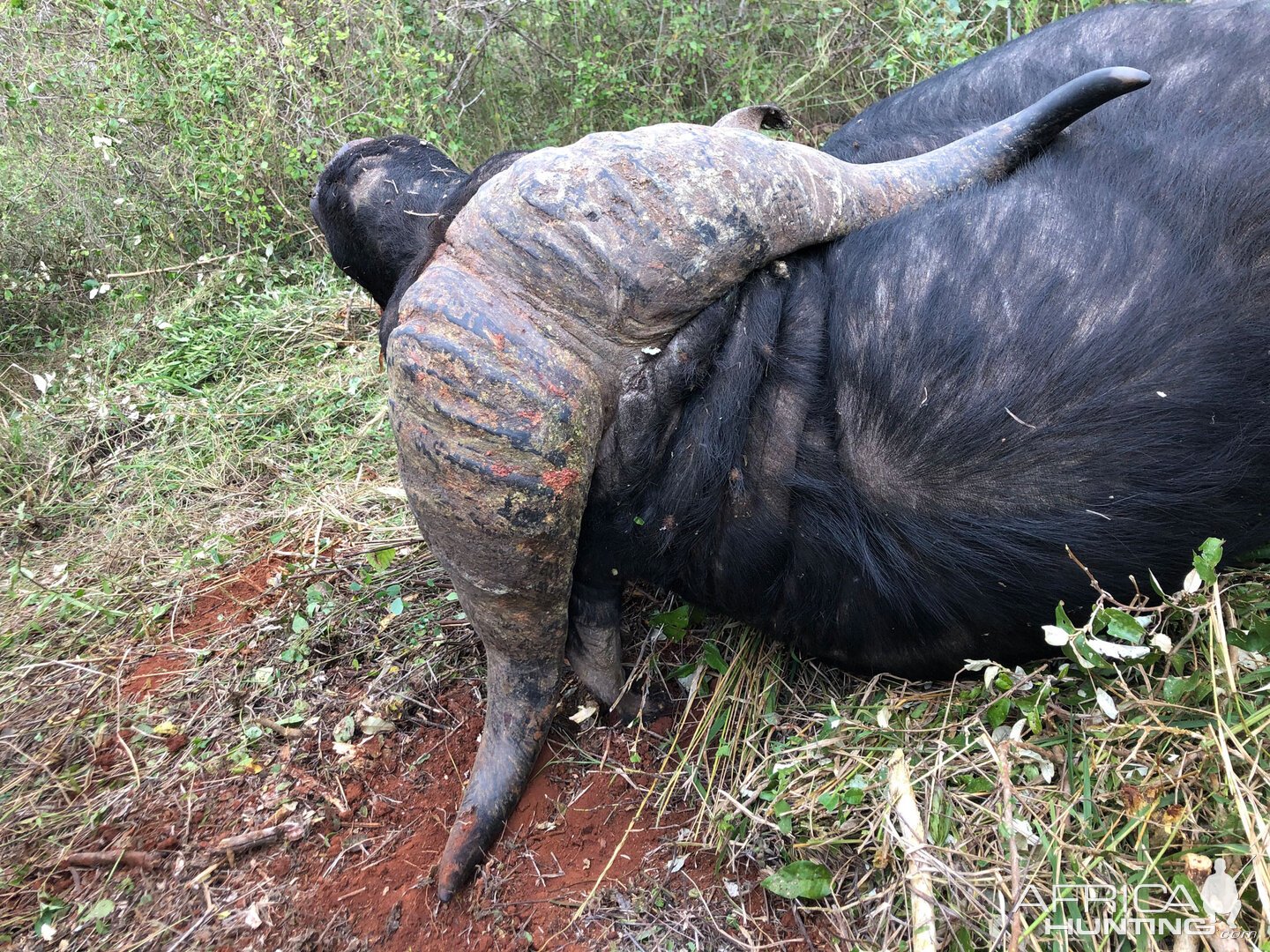 Buffalo Hunting Tanzania