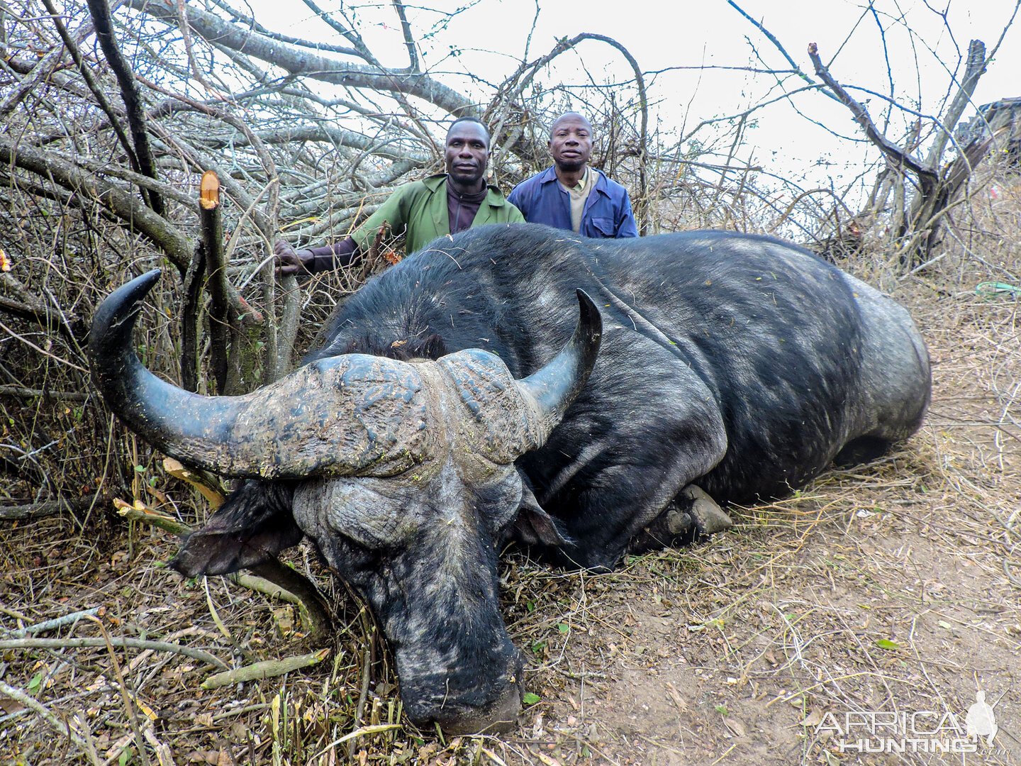 Buffalo Hunting Tanzania