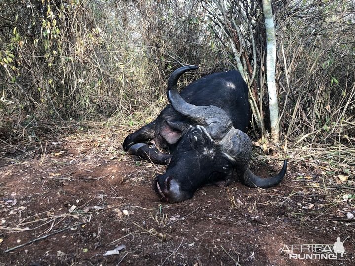 Buffalo Hunting Tanzania