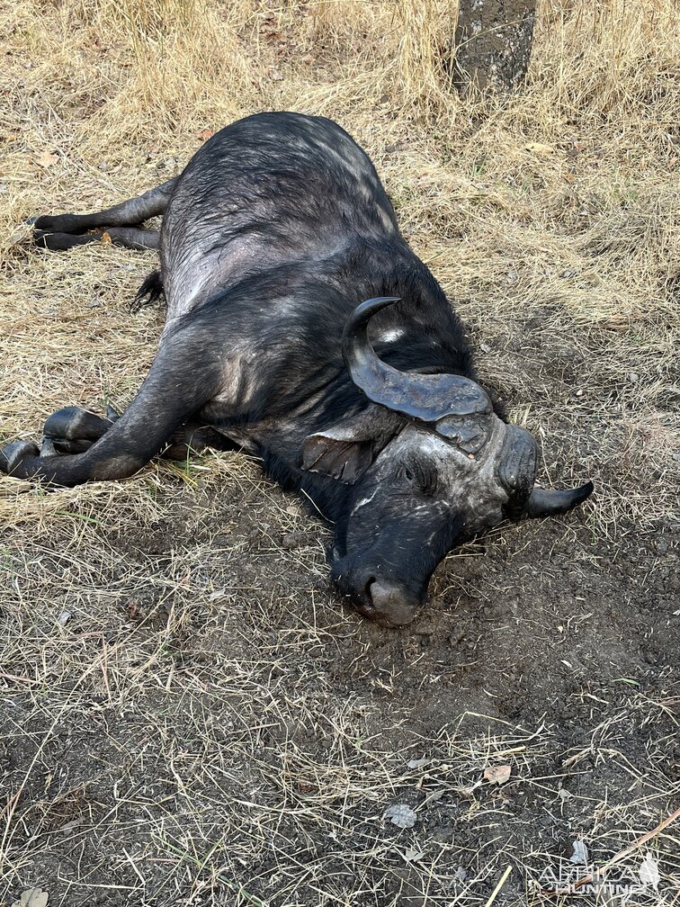 Buffalo Hunting Tanzania