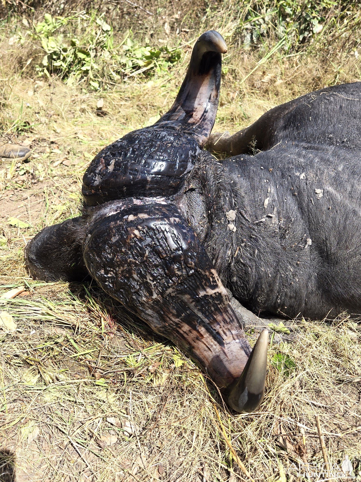 Buffalo Hunting Tanzania