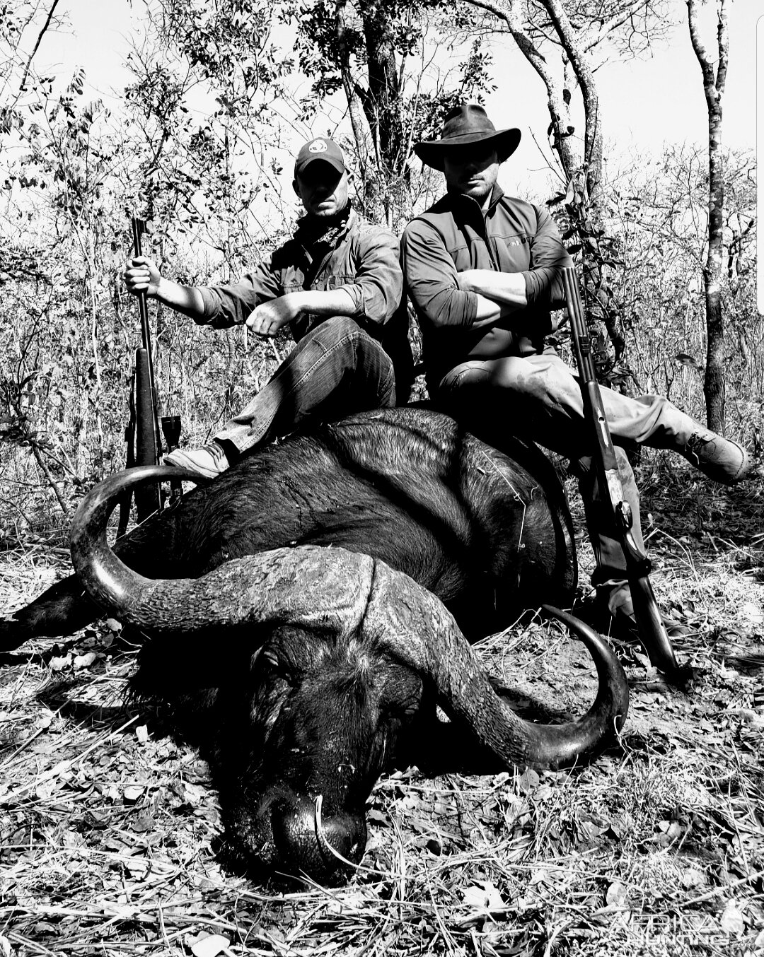 Buffalo Hunting Tanzania