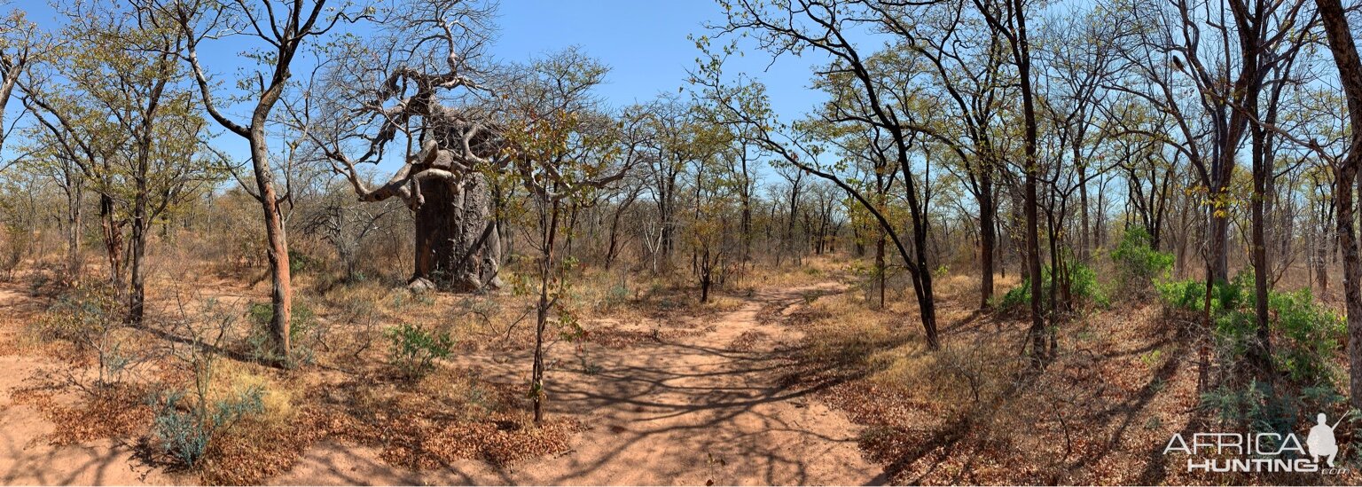 Buffalo Hunting Zambia