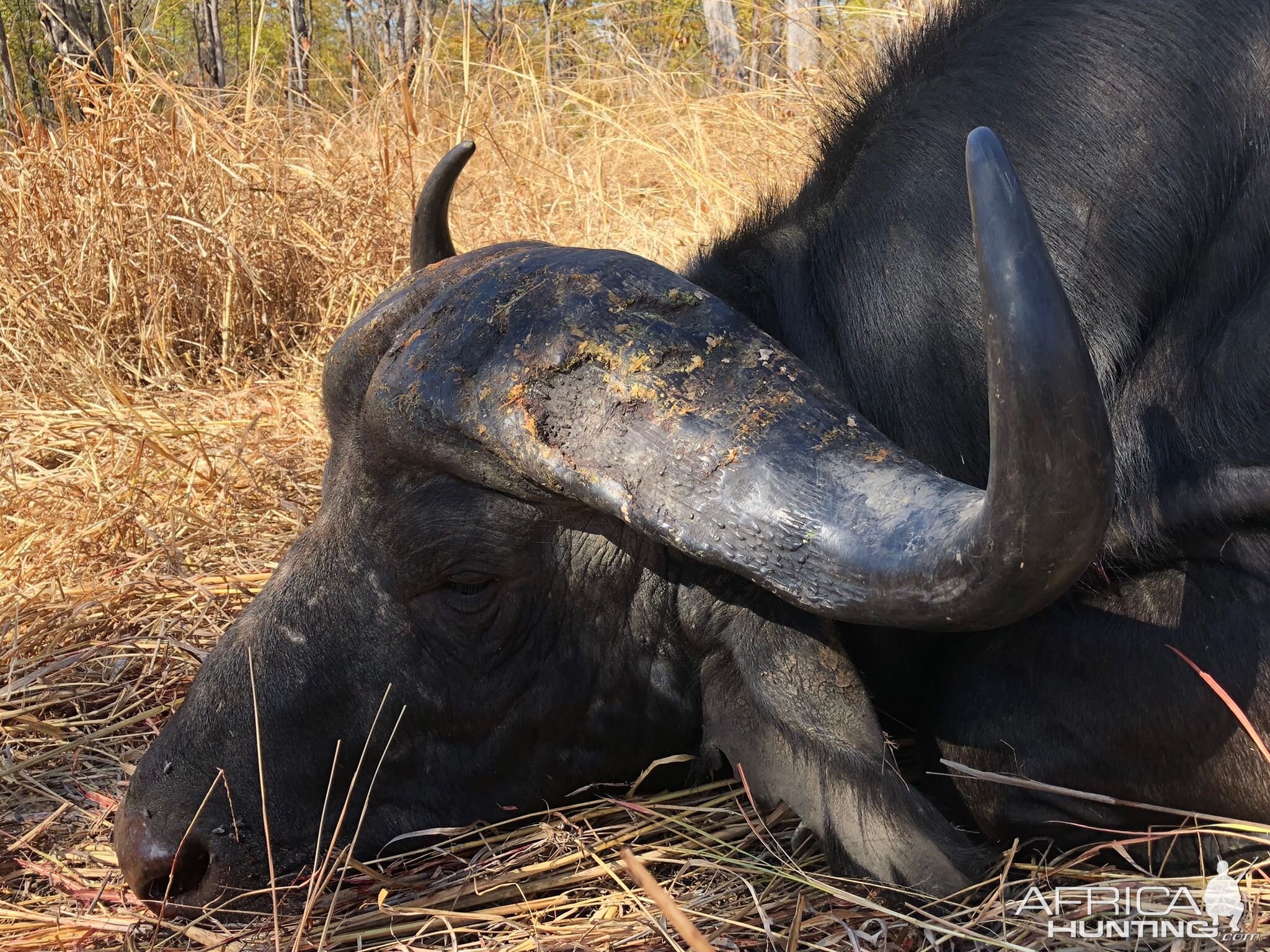 Buffalo Hunting Zambia