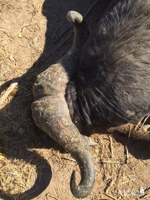 Buffalo Hunting Zimbabawe