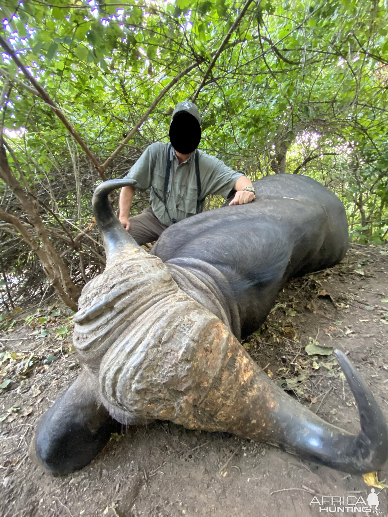 Buffalo Hunting Zimbabwe