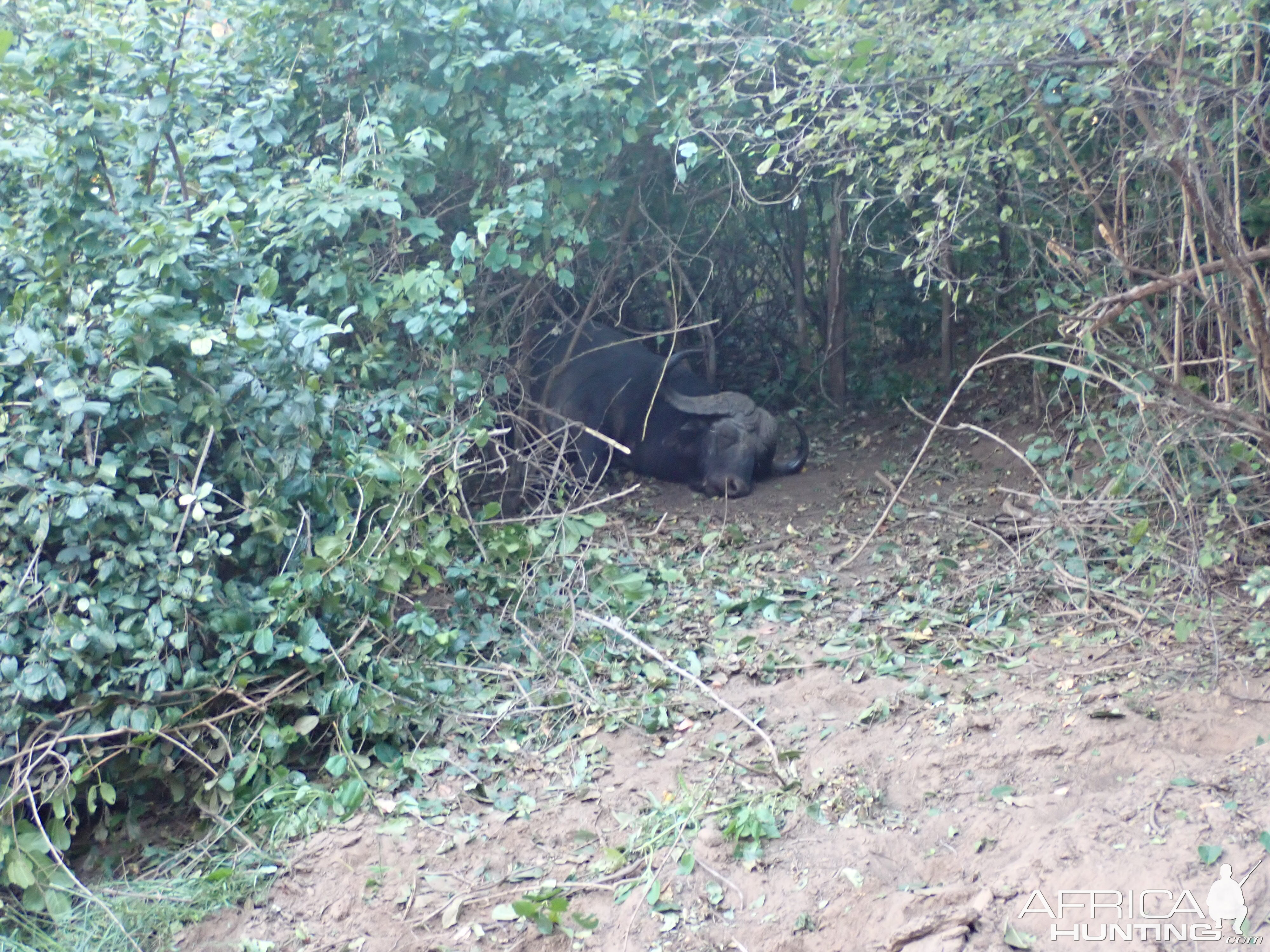 Buffalo Hunting Zimbabwe