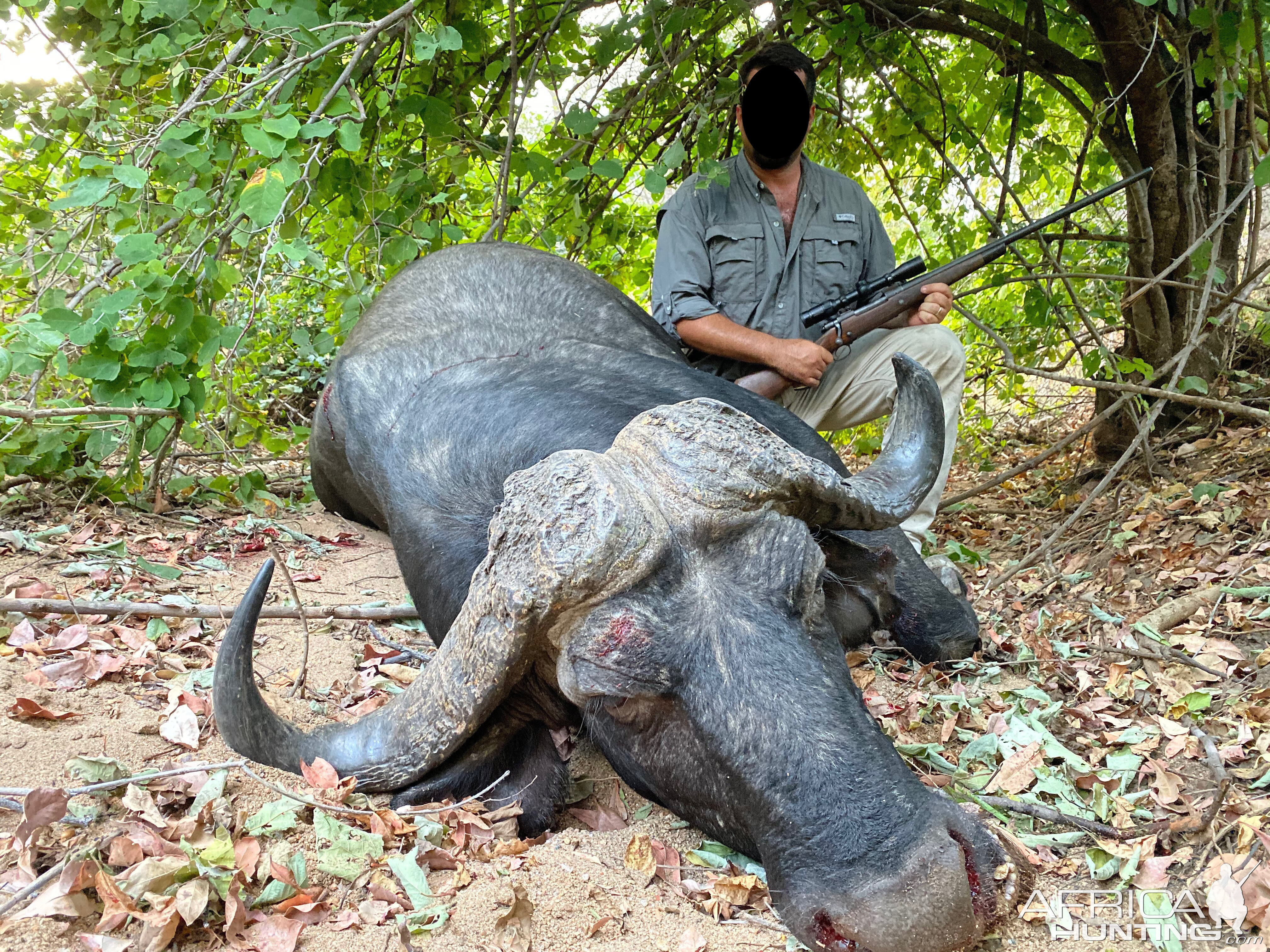 Buffalo Hunting Zimbabwe