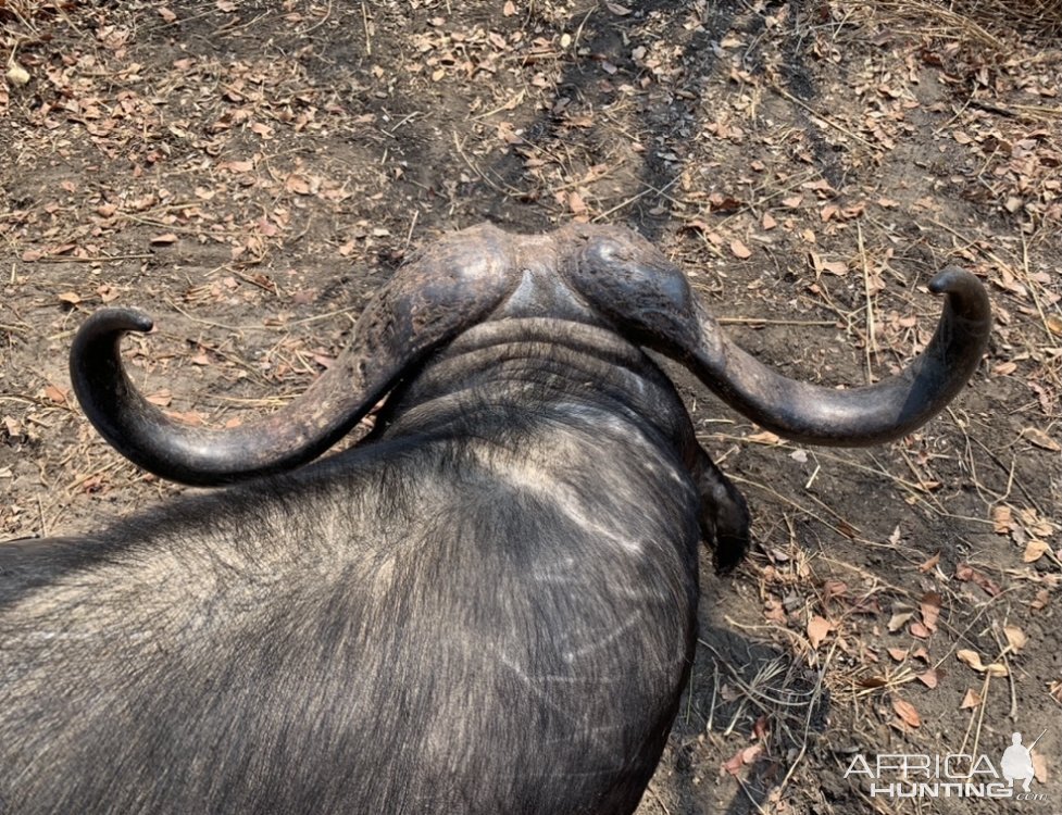 Buffalo Hunting Zimbabwe