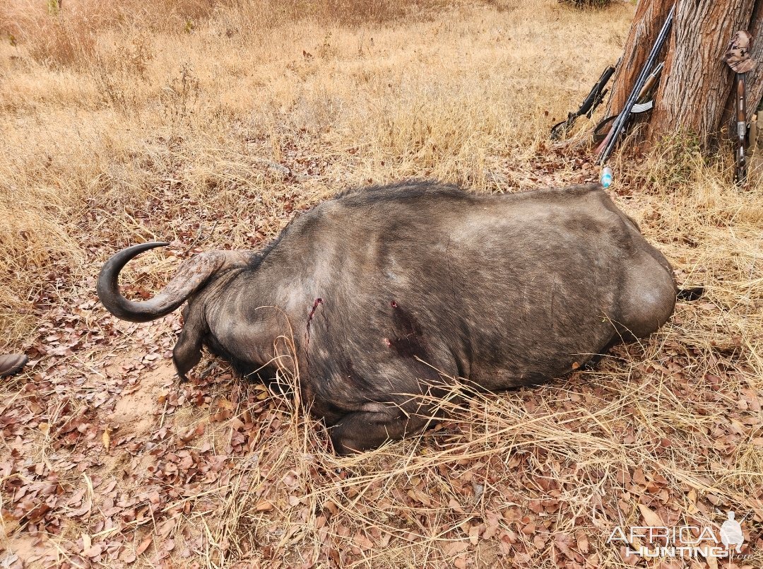 Buffalo Hunting Zimbabwe