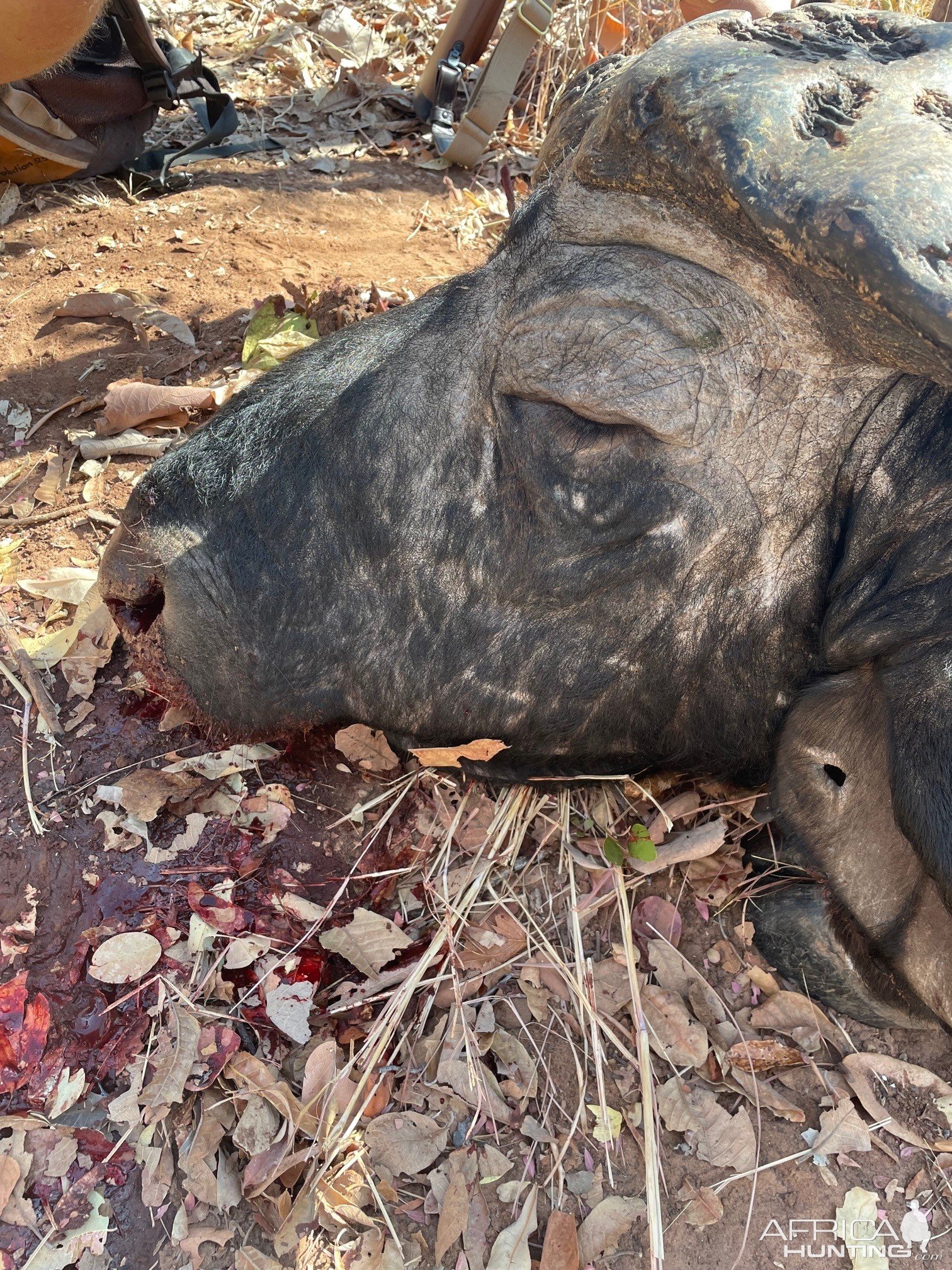 Buffalo Hunting Zimbabwe