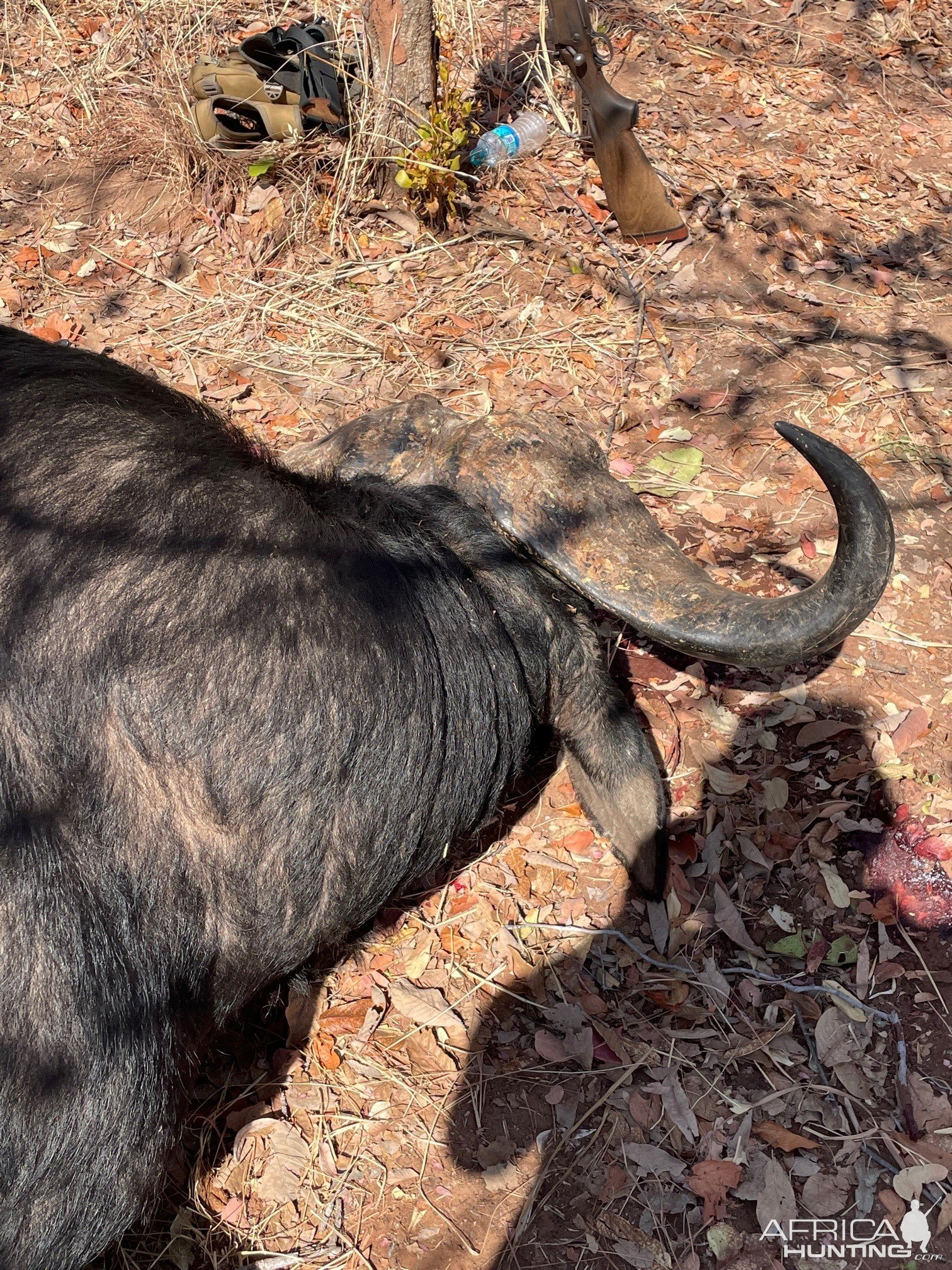 Buffalo Hunting Zimbabwe