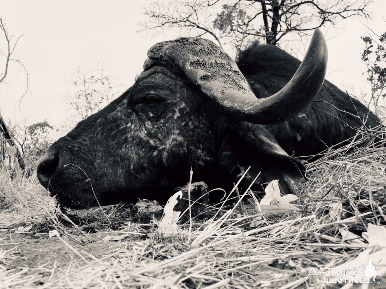 Buffalo Hunting Zimbabwe