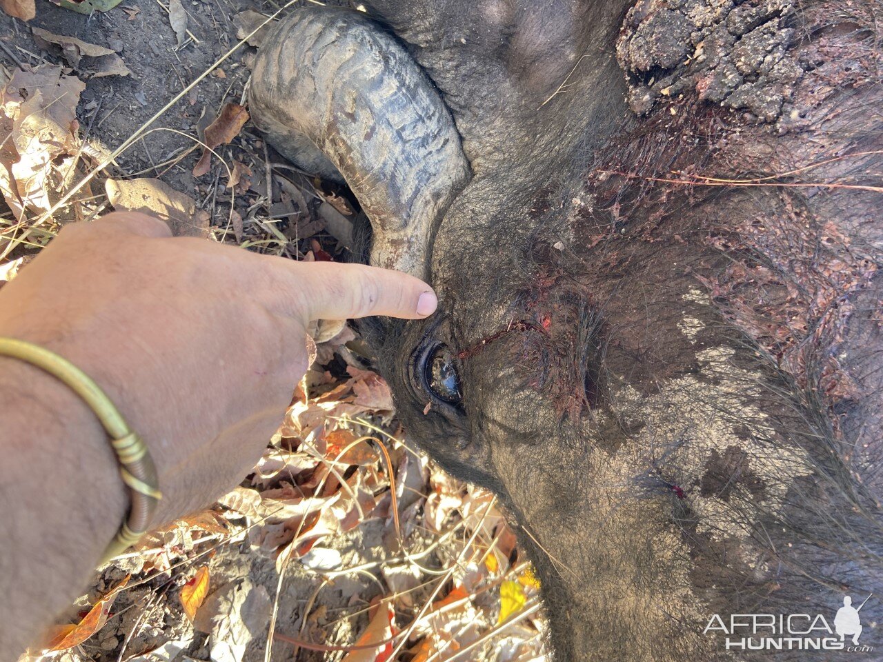 Buffalo Hunting