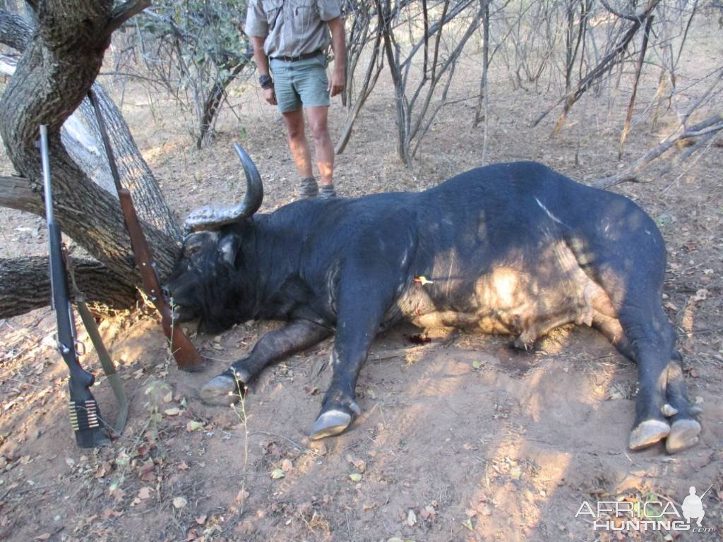 Buffalo Hunting