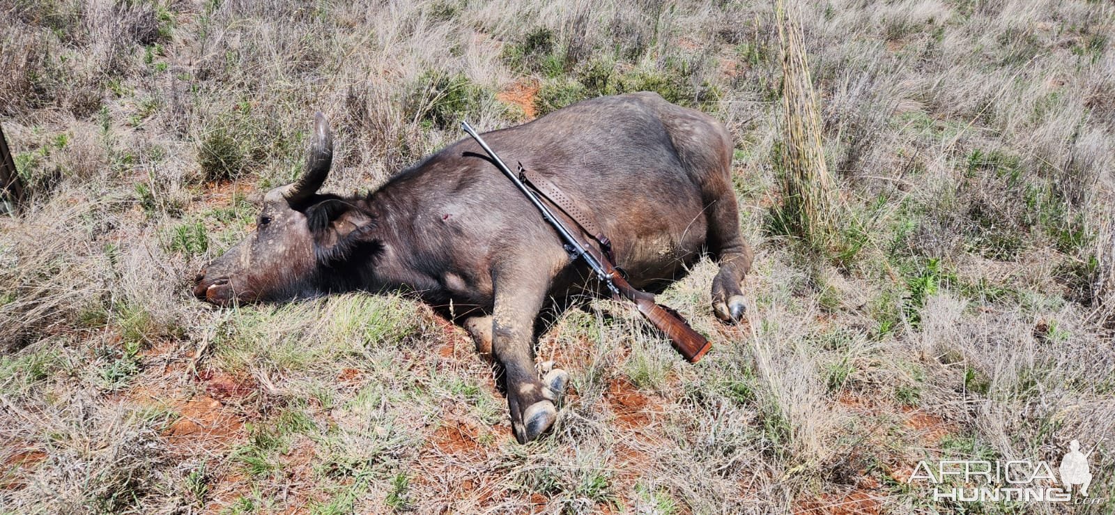 Buffalo Hunting