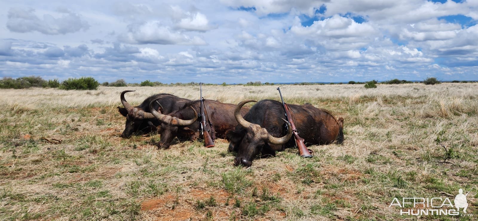 Buffalo Hunting