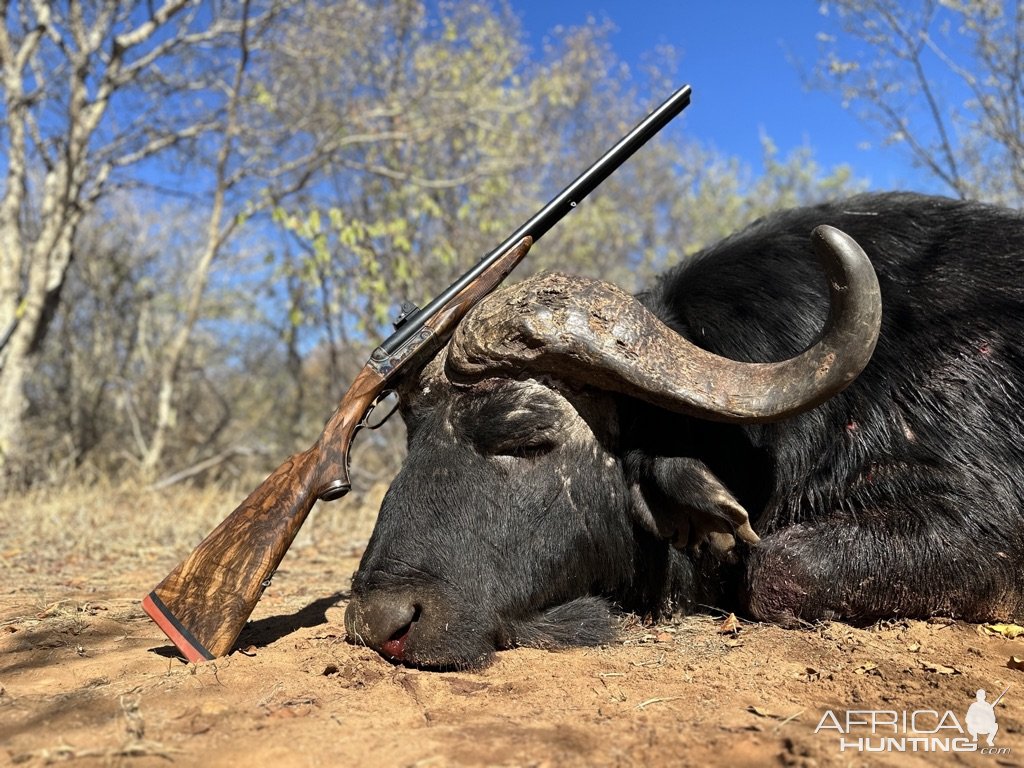 Buffalo Hunting