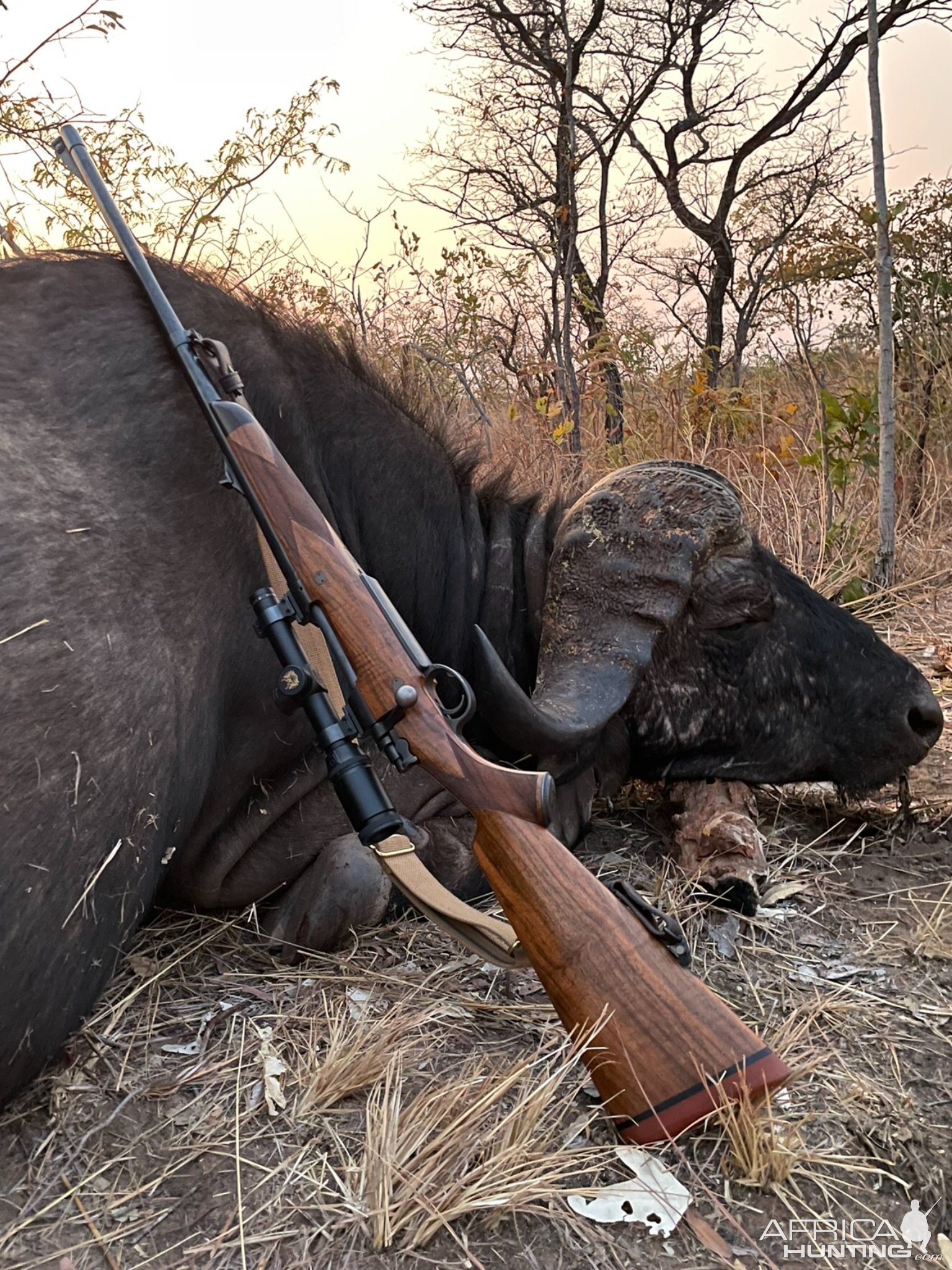 Buffalo Hunting