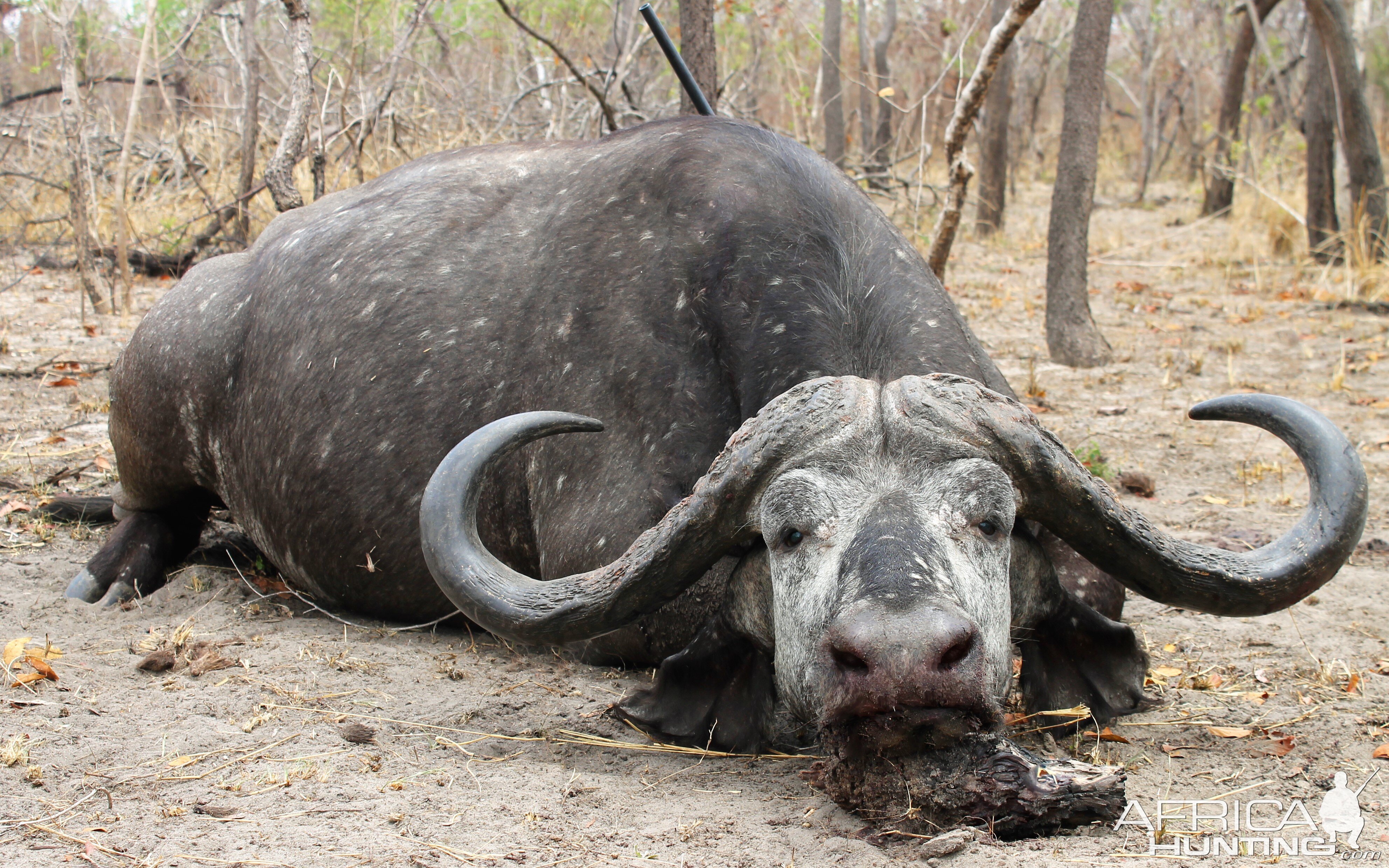 Buffalo Hunting