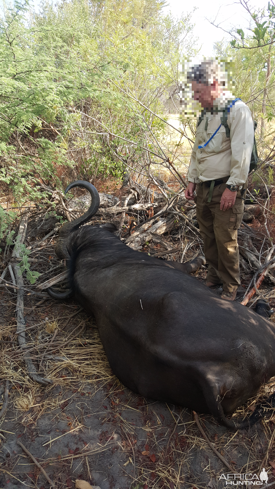 Buffalo Hunts in the Caprivi Namibia