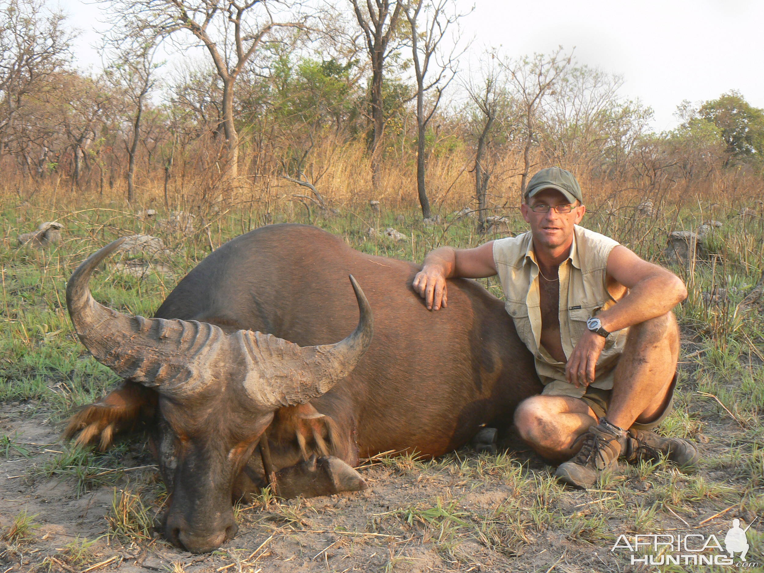 Buffalo in CAR