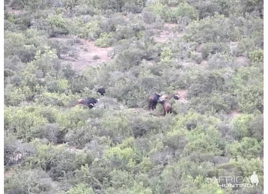 Buffalo in South Africa