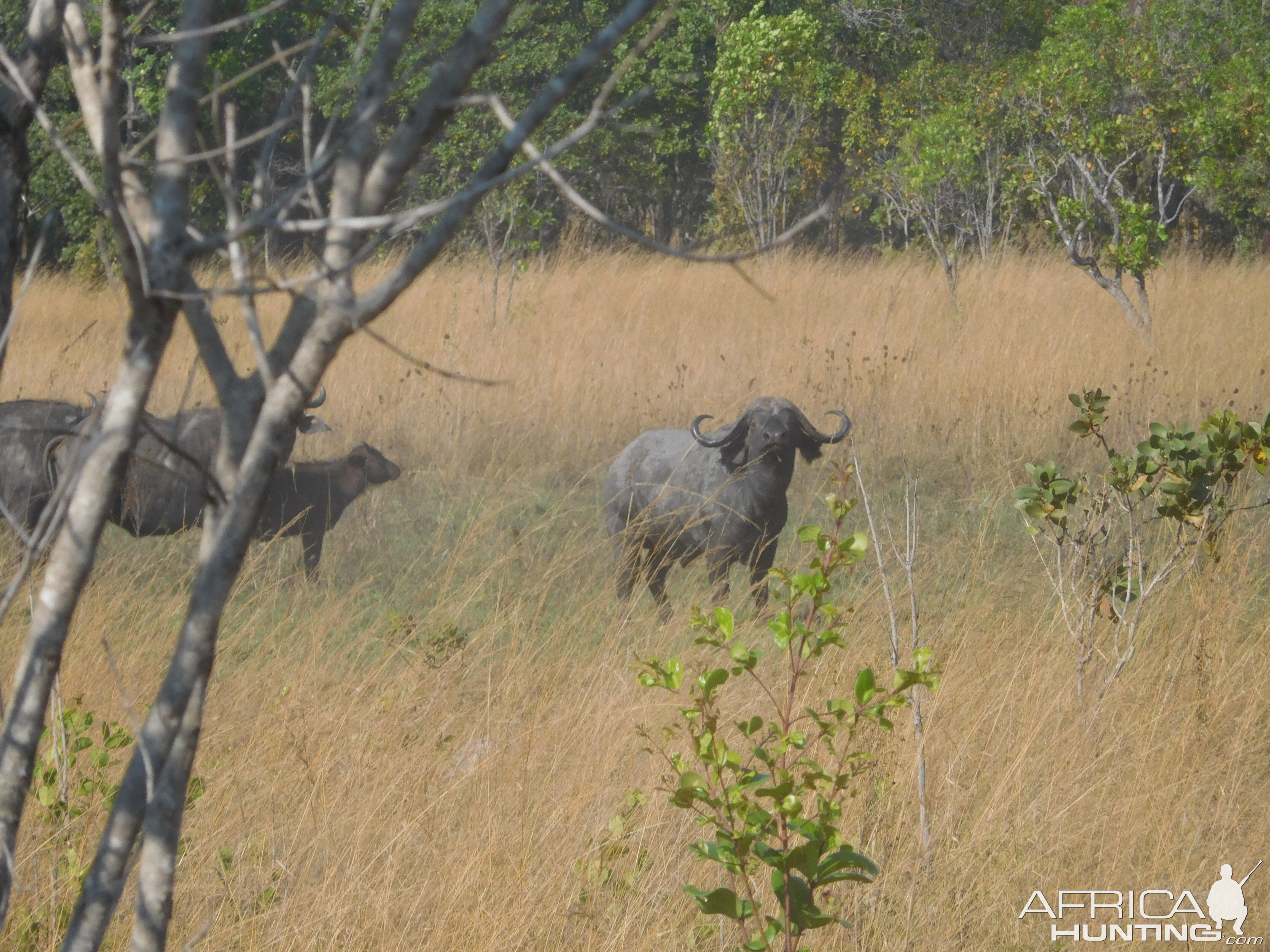 Buffalo in Tanzania