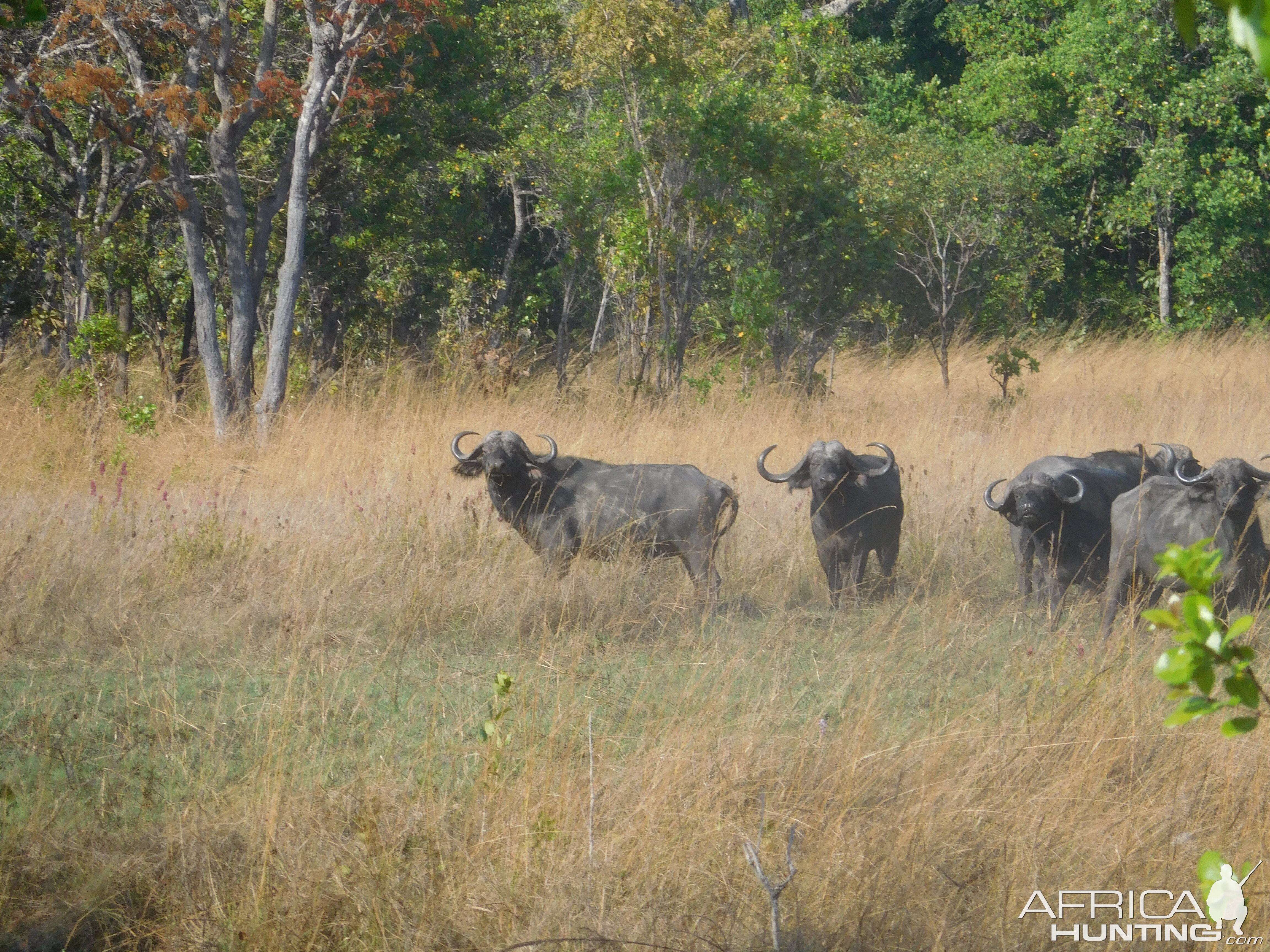 Buffalo in Tanzania