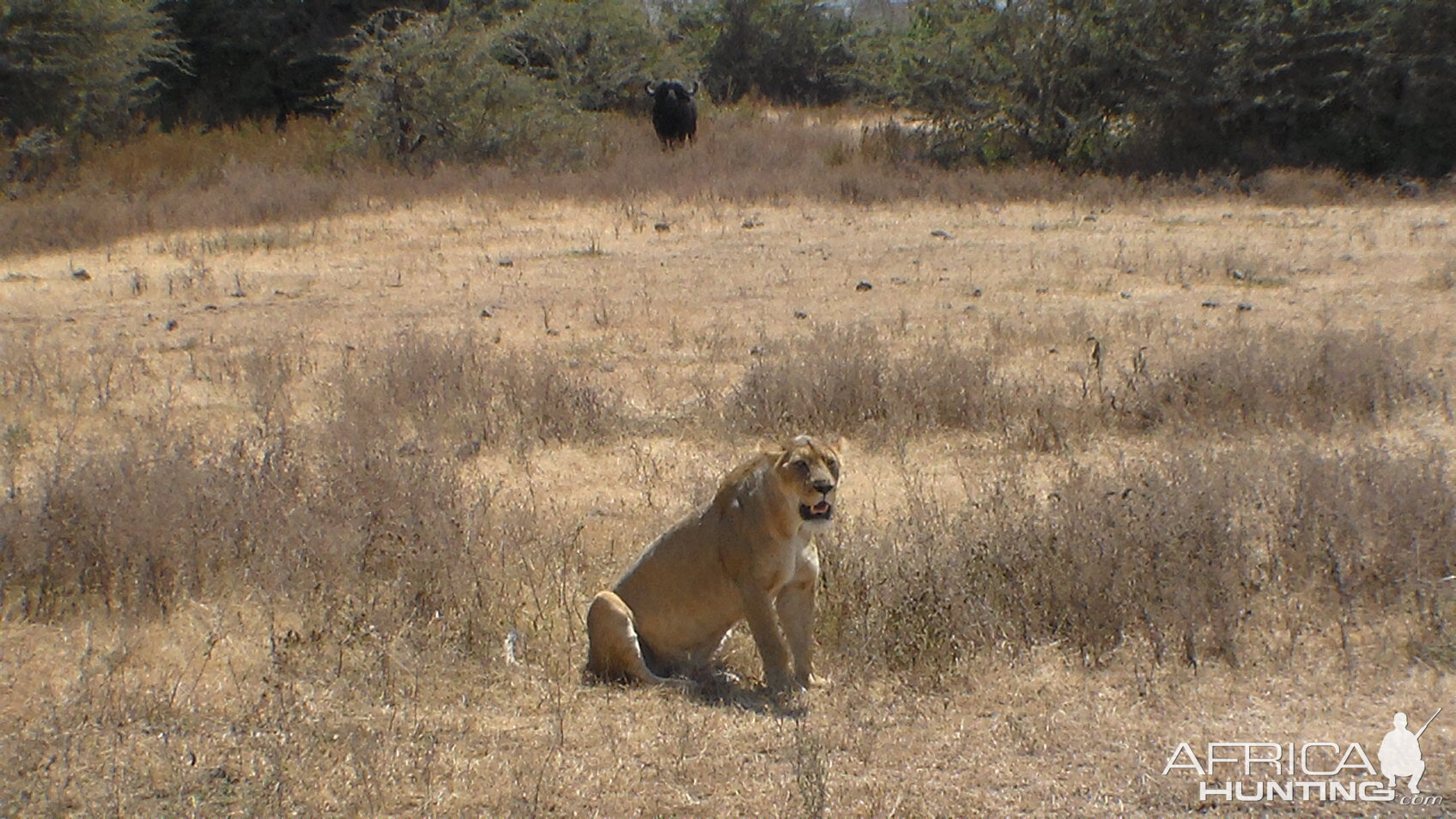 Buffalo in the background watching a Lioness in Tanzania