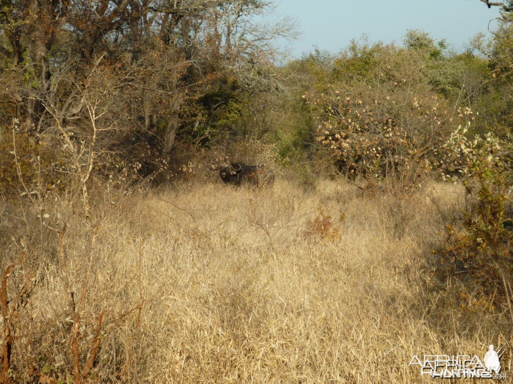 Buffalo in Zzimbabwe