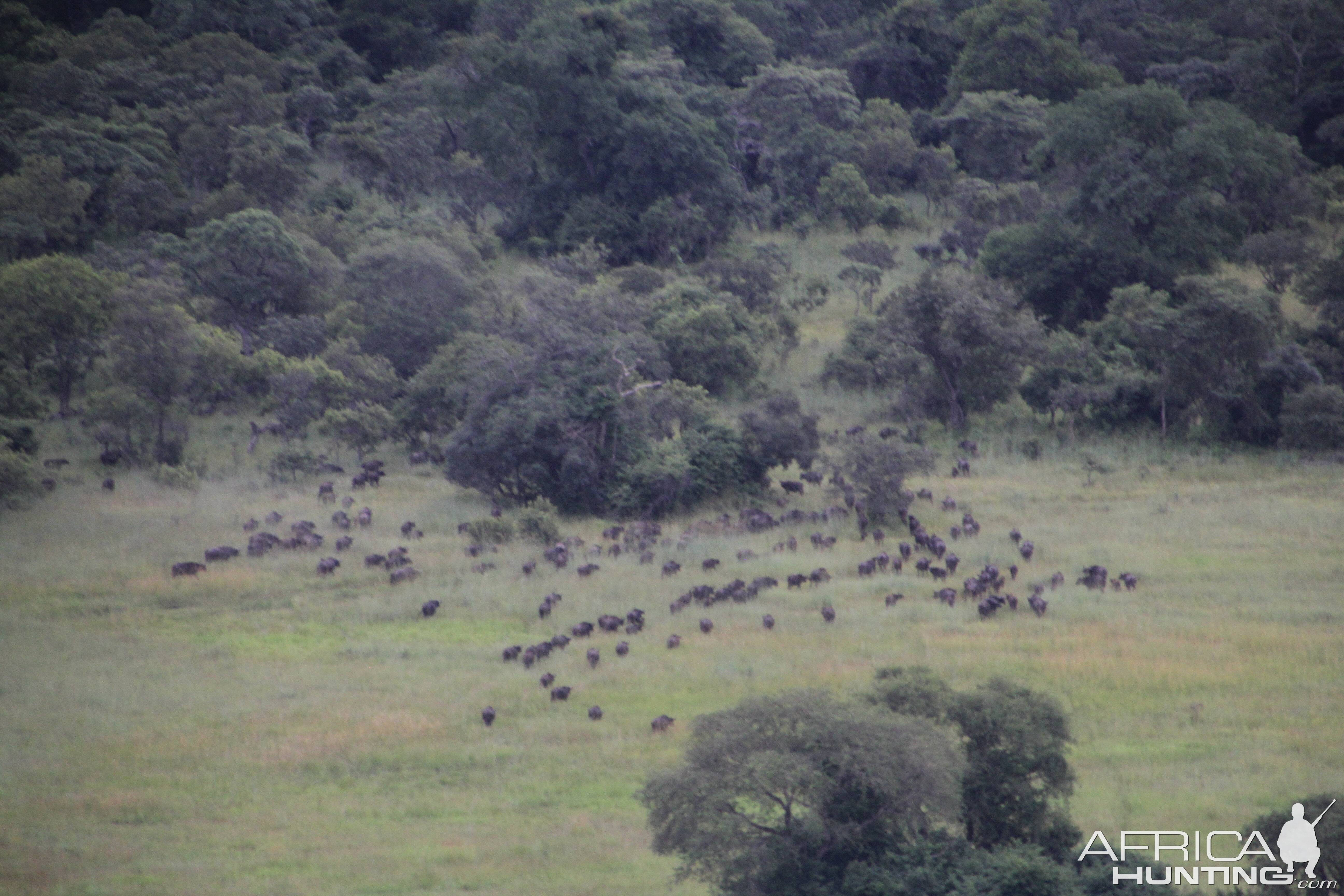 Buffalo Kasonso Busanga Zambia