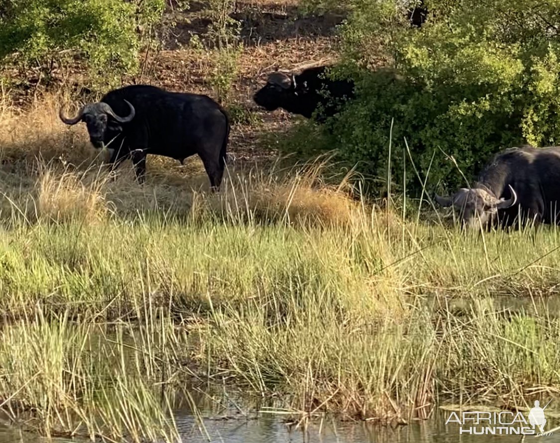 Buffalo Kwando Rivier