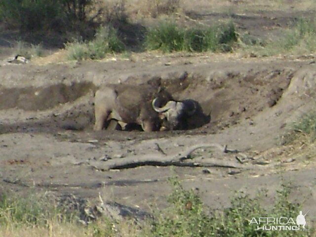 Buffalo licking salt