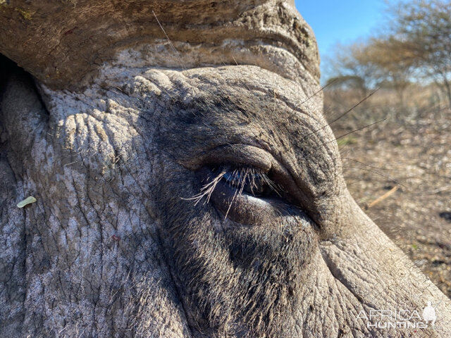 Buffalo Limpopo South Africa