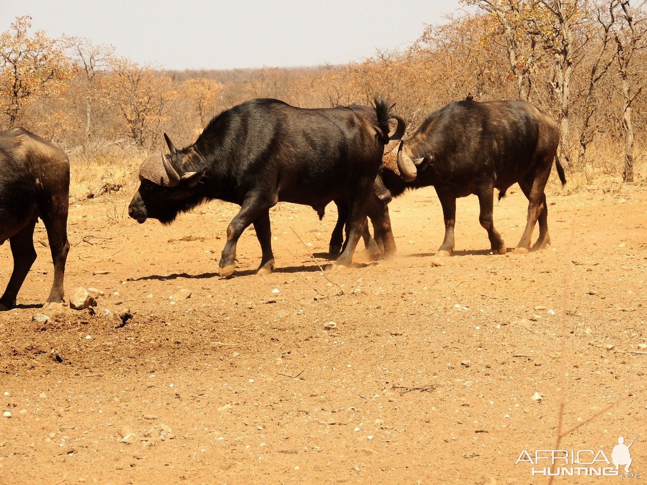 Buffalo Limpopo South Africa