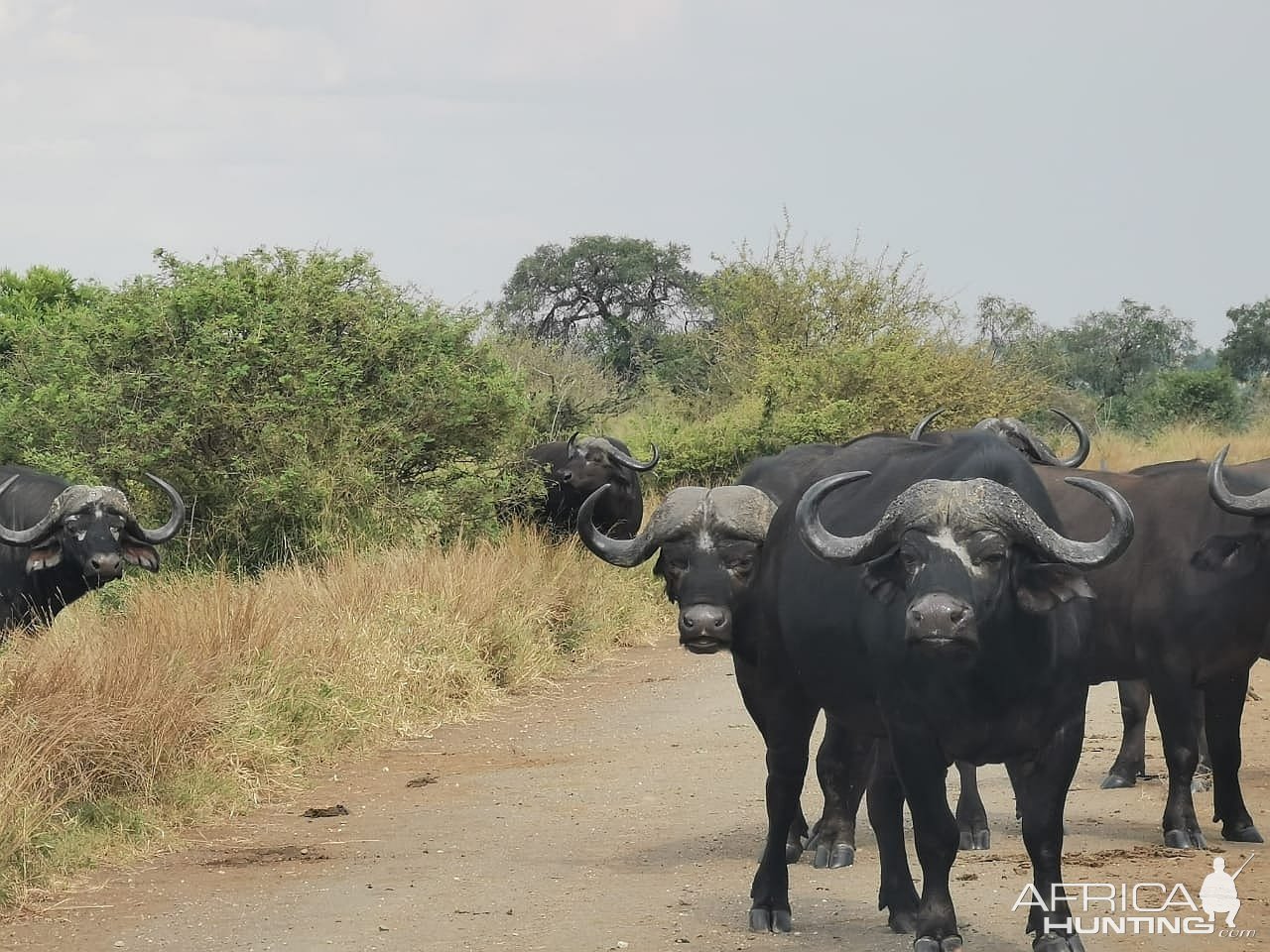 Buffalo Limpopo South Africa