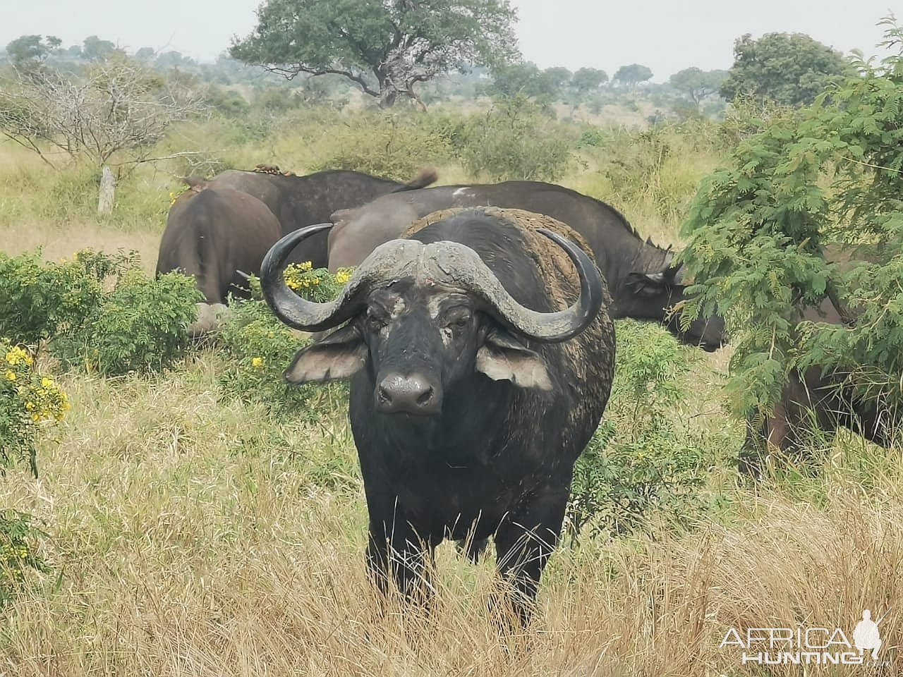 Buffalo Limpopo South Africa