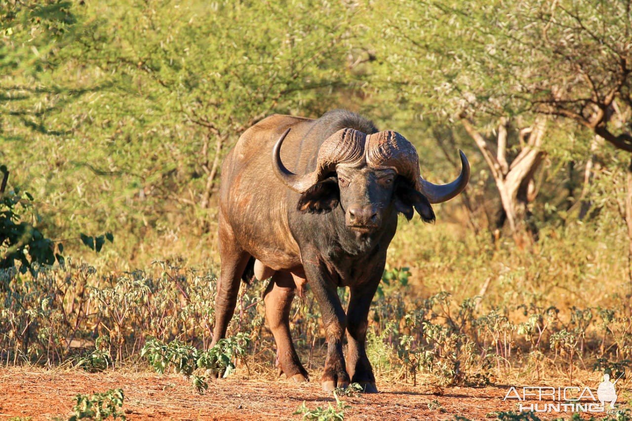 Buffalo Limpopo South Africa