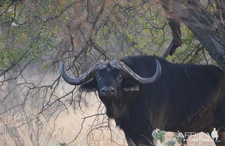 Buffalo Limpopo South Africa